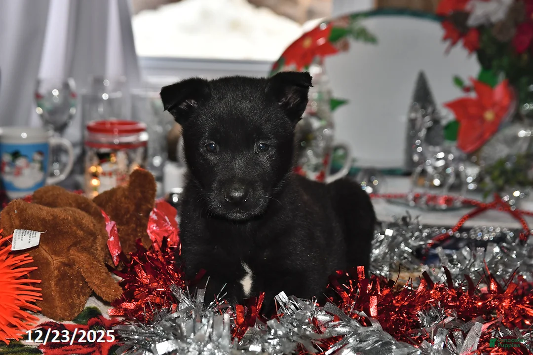 Belgian Malinois dogs for sale: Pepper - Ad 9