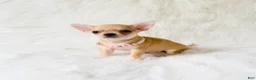 Chihuahua dogs for sale: Marley - Ad 4