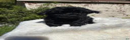 Yorkiepoo dogs for sale: Yorkiepoo 2 - Ad 6