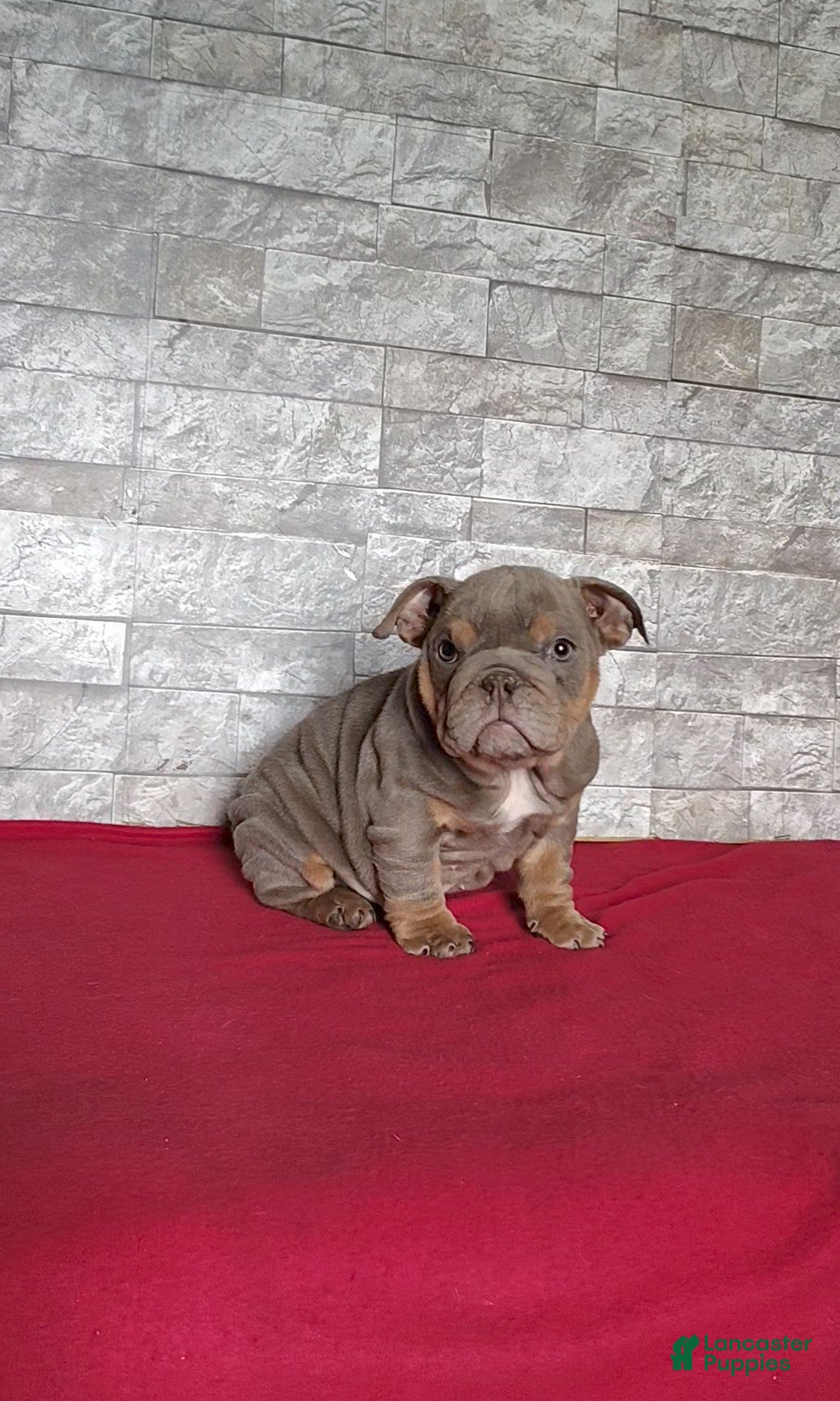 English Bulldog dogs for sale: Rose - Ad 7