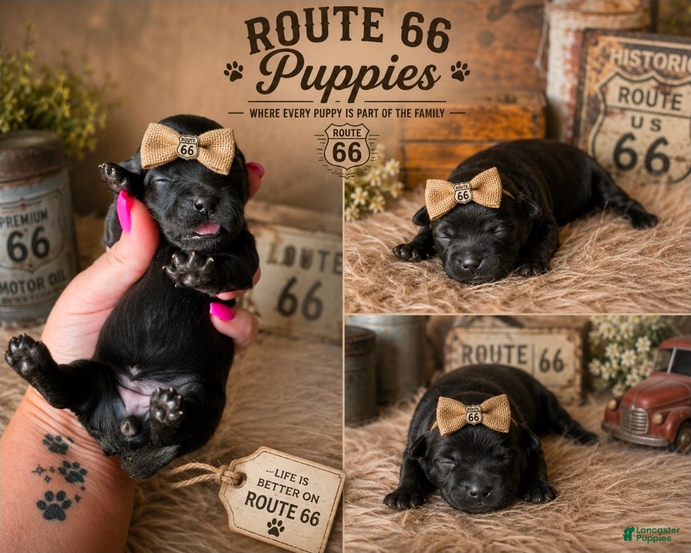 Shihpoo dogs Shihpoo 4 - Ad 1