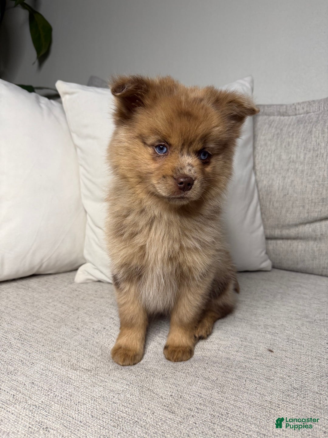Pomsky dogs for sale: Remi - Ad 13