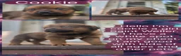 Mixed Breed dogs for sale: Cookie - Ad 1