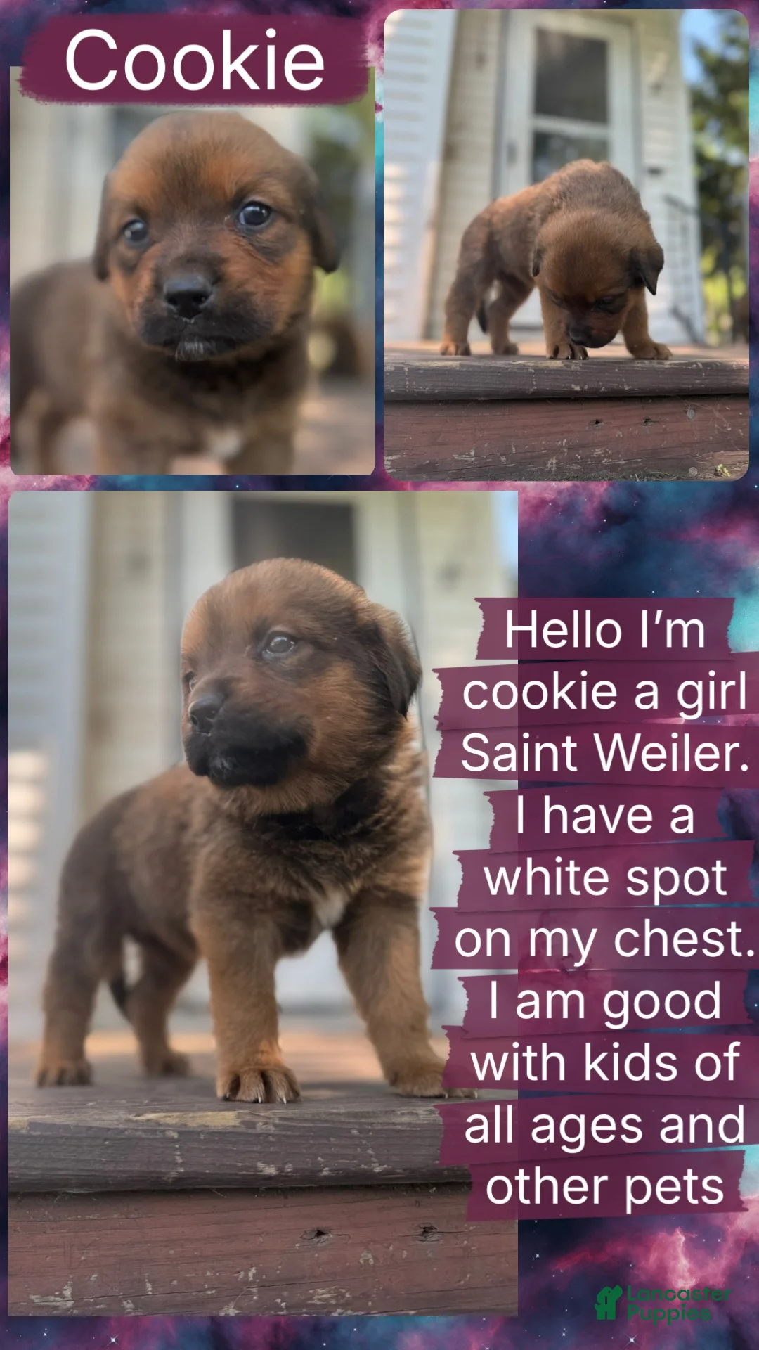 Mixed Breed dogs for sale: Cookie - Ad 1