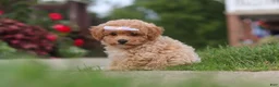 Bichpoo dogs for sale: Mia - Ad 5