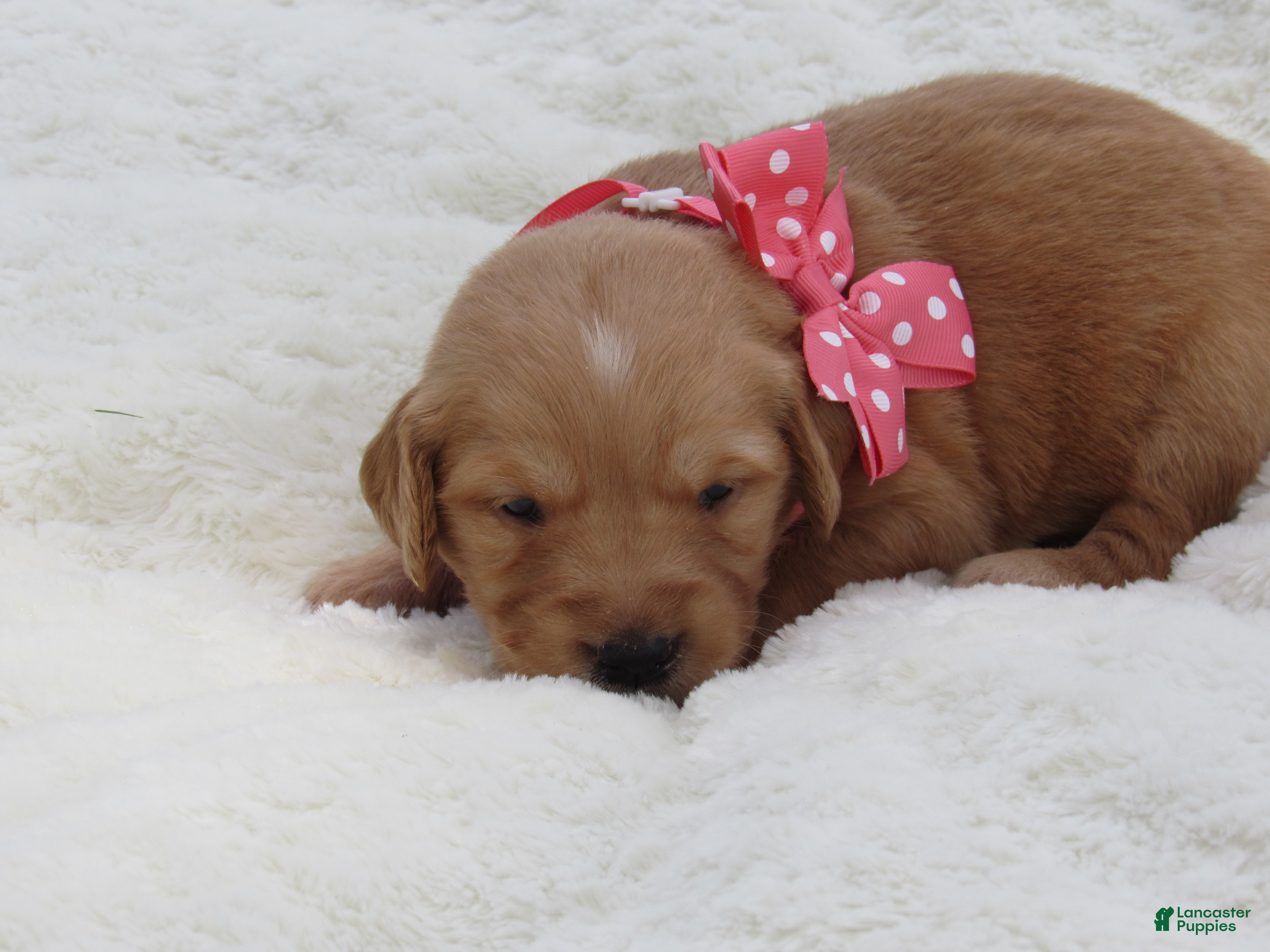 Golden Retriever dogs LIVIA - Ad 2