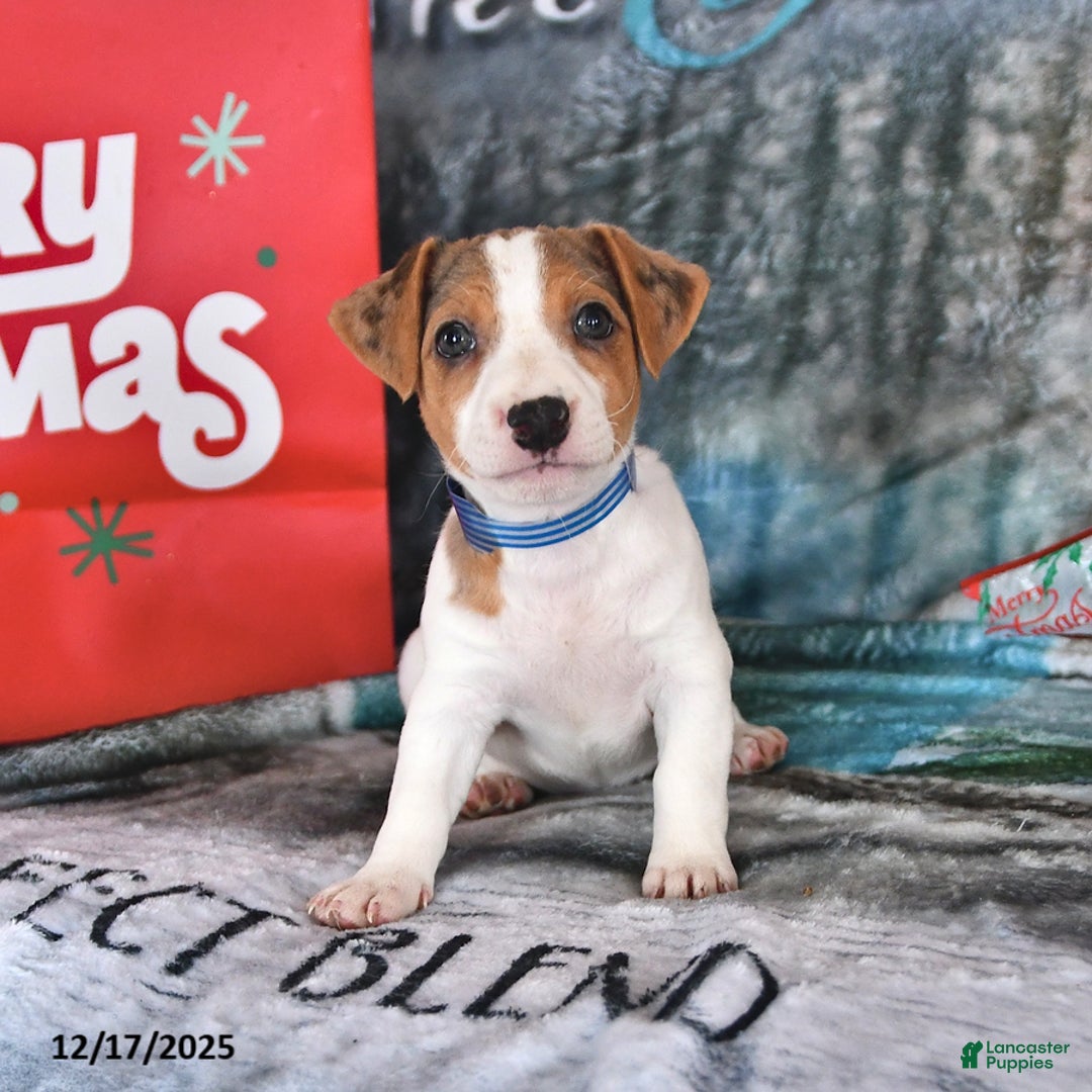 Jack Russell Terrier dogs for sale: Dreamer - Ad 1