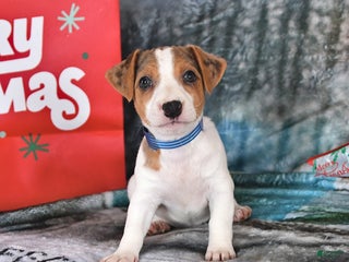 Jack Russell Terrier dogs Dreamer - Ad 4