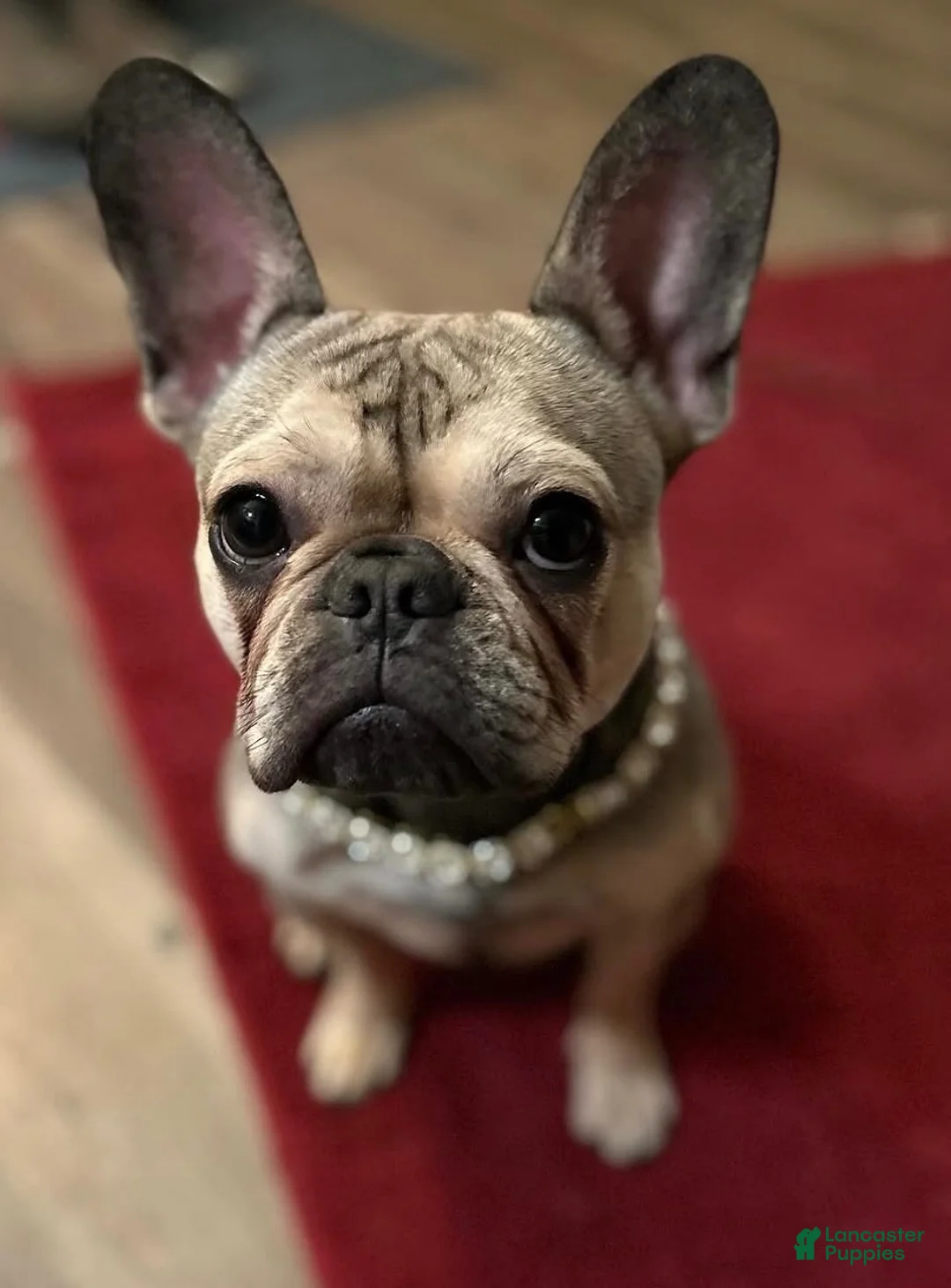 French Bulldog dogs for sale: French Bulldog 1 - Ad 3