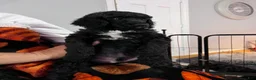 Standard Poodle dogs for sale: Standard Poodle 1 - Ad 13