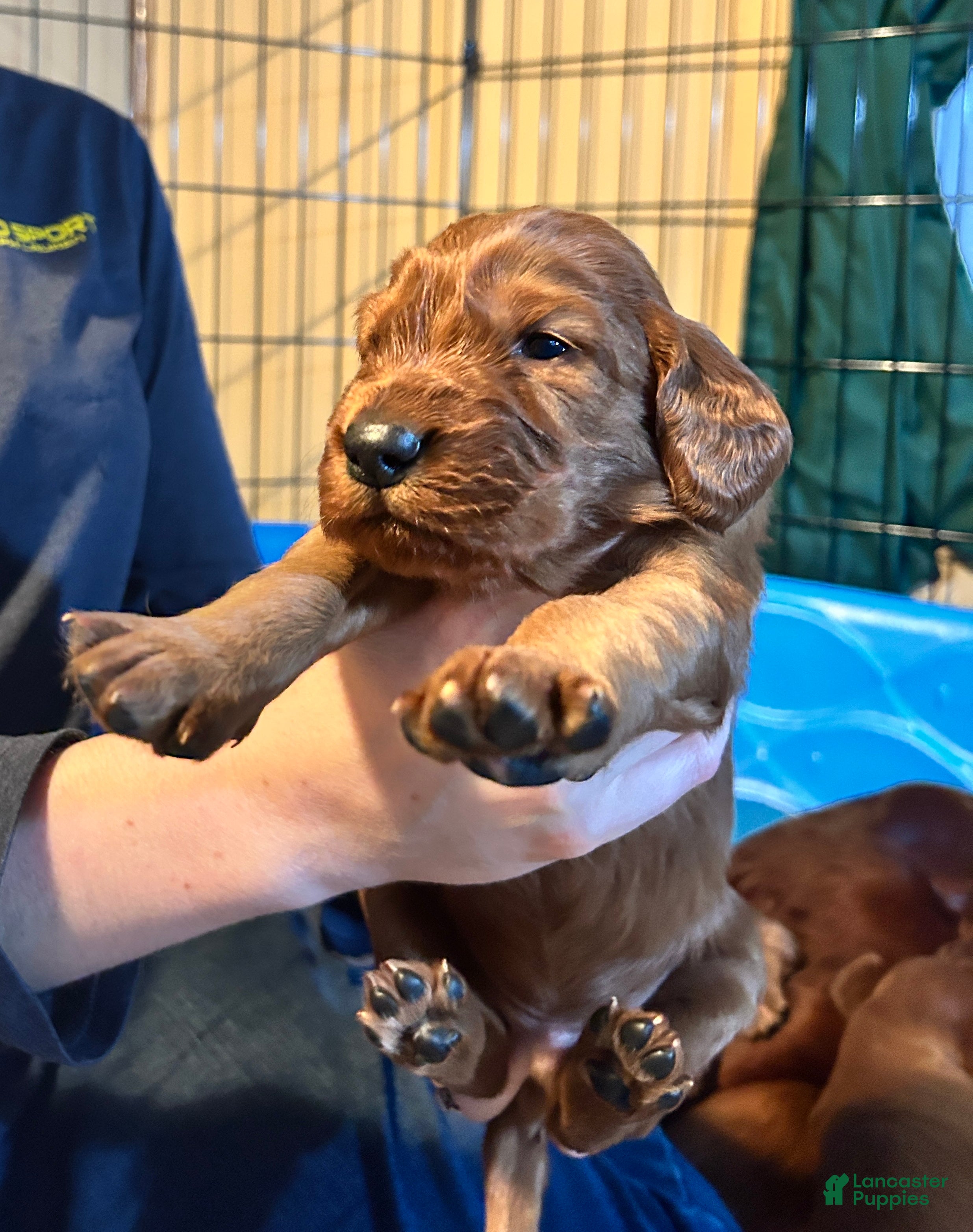 Irish Setter dogs Irish Setter Puppy 2 - Ad 15