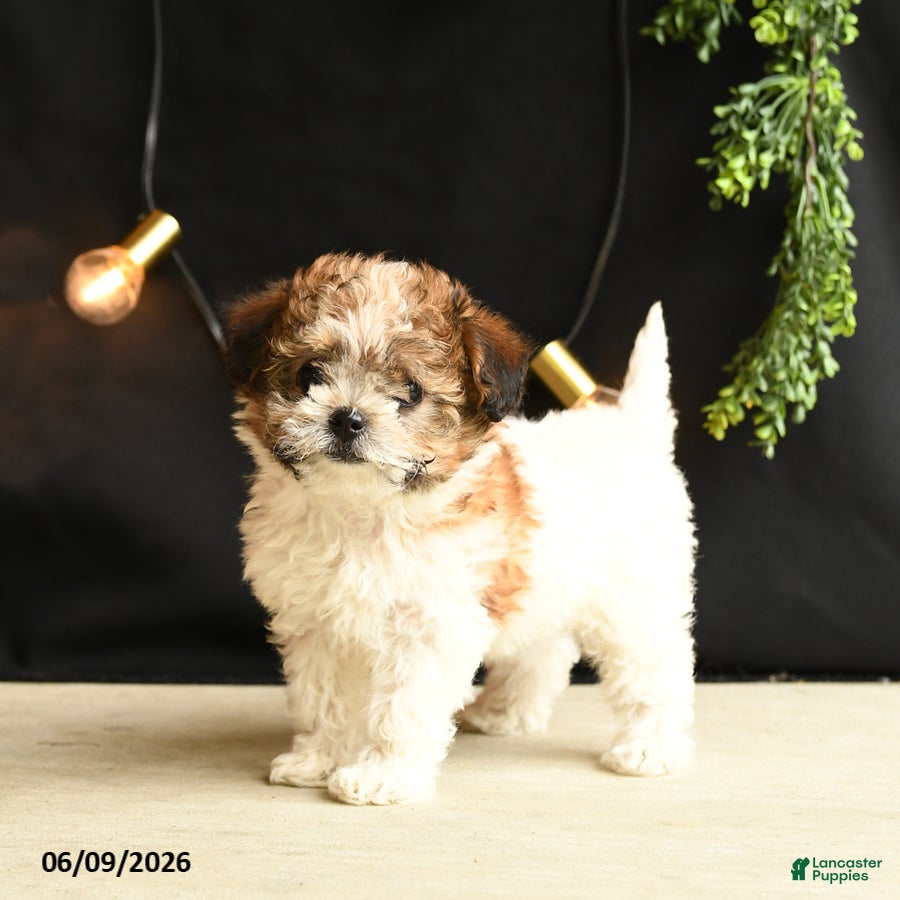 Mixed Breed dogs Minnie - Ad 2