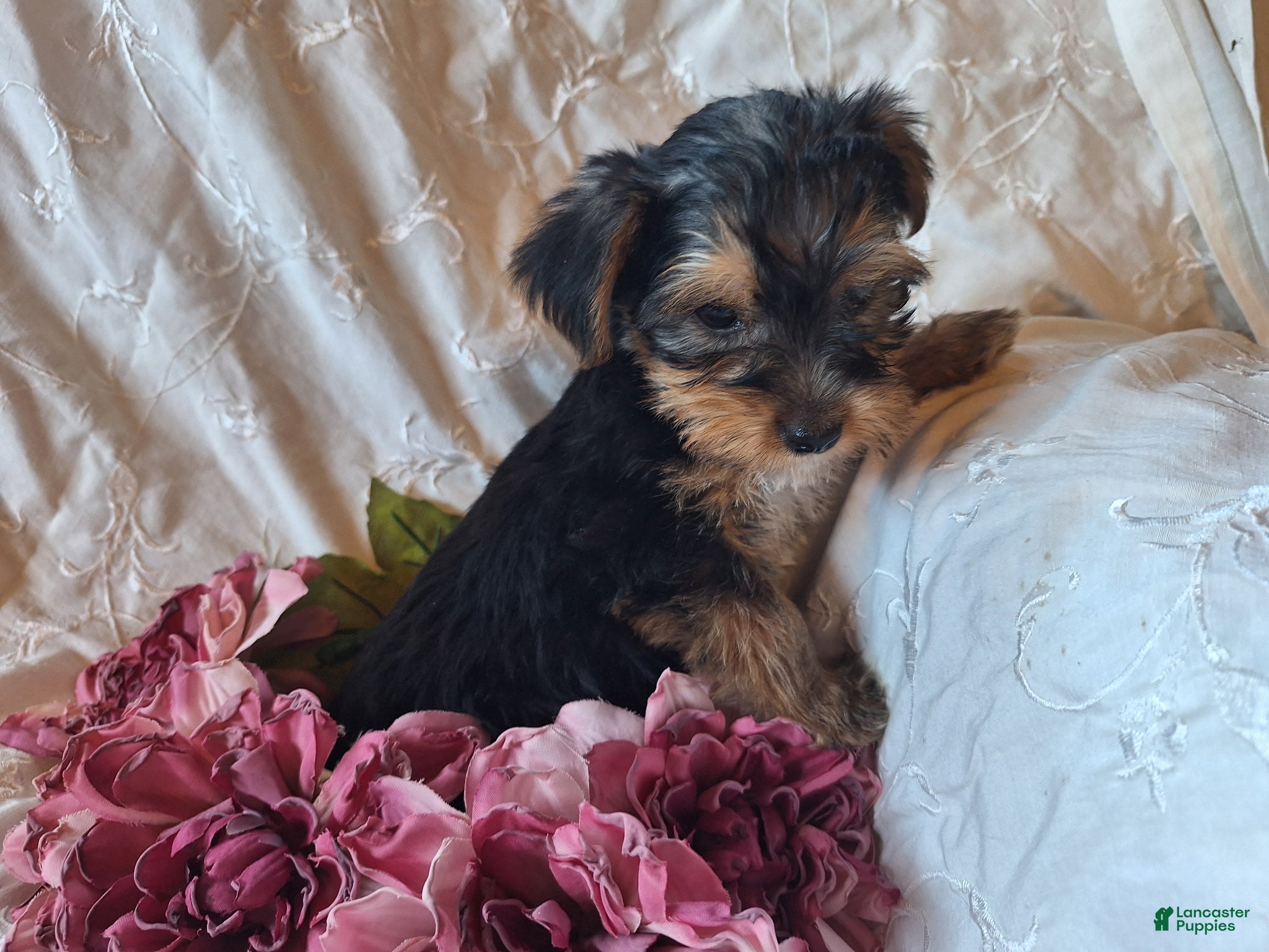 Yorkshire Terrier dogs Tootsie - Ad 1