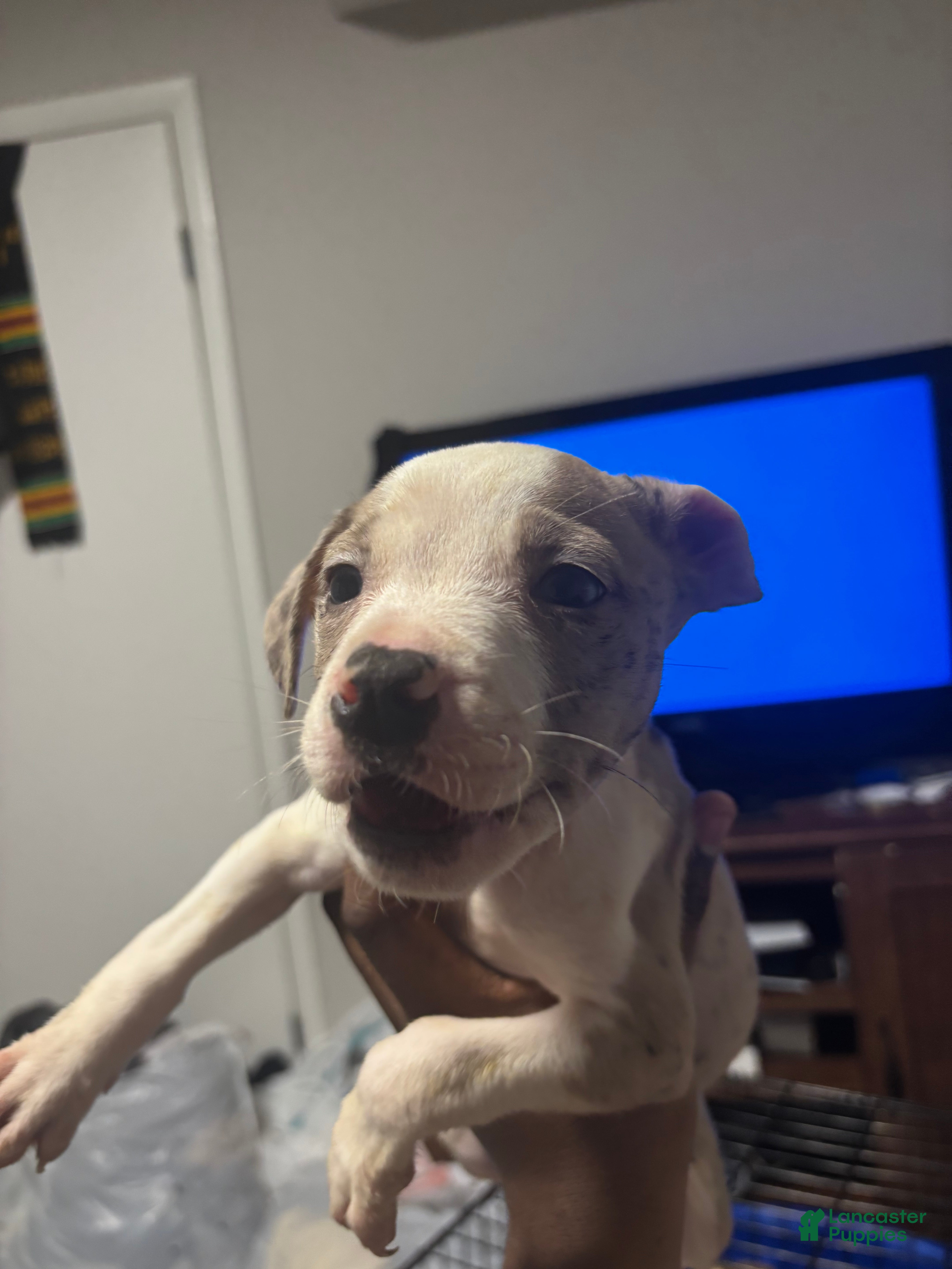 American Pit Bull Terrier dogs American Pit Bull Terrier Puppy 3 - Ad 14