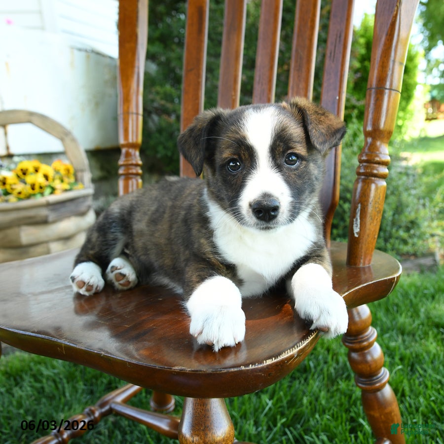 Mixed Breed dogs Jayce - Ad 2