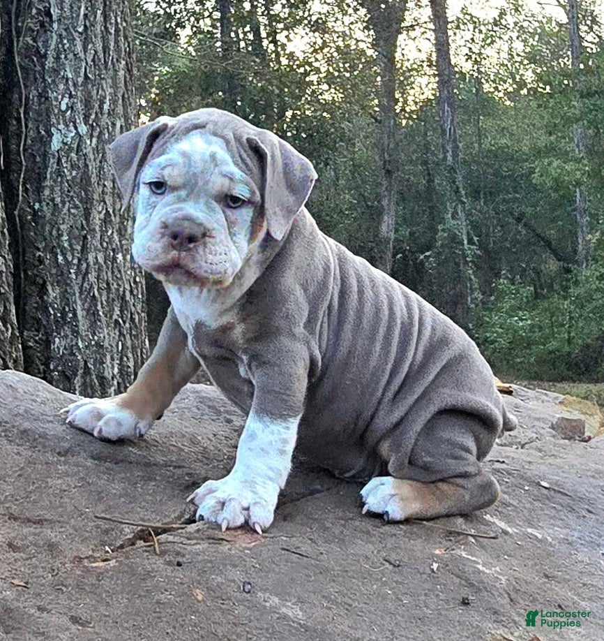 Ace, Olde English Bulldogge