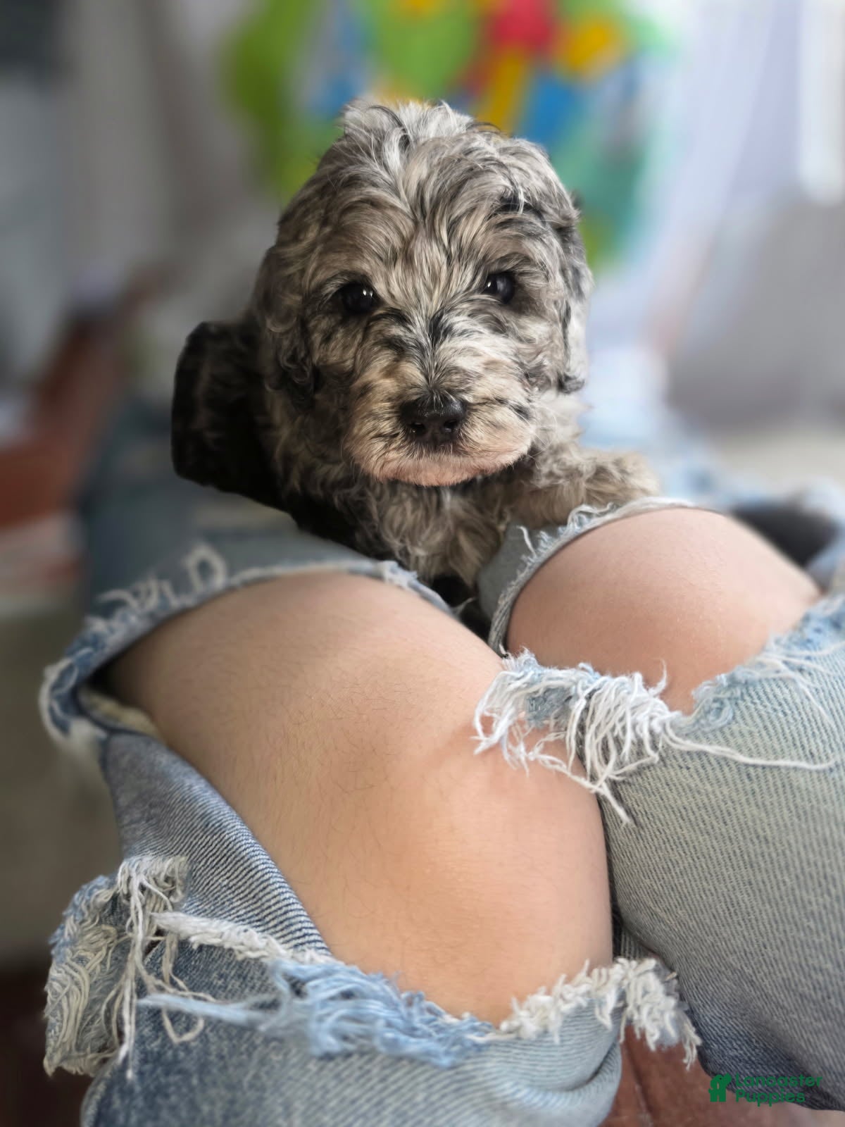 Goldendoodle dogs Mini Goldendoodle Female - Ad 1