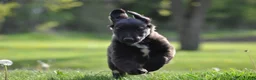 Mixed Breed dogs for sale: Chester - Ad 2