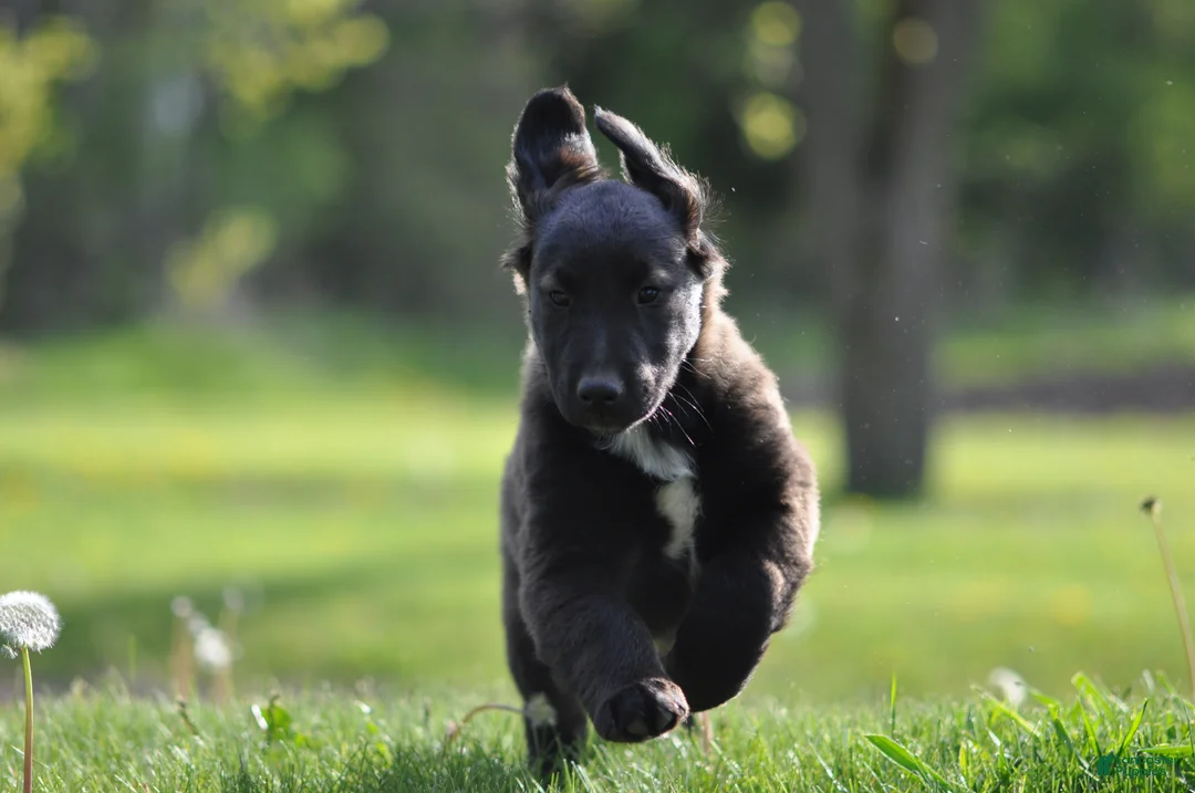 Mixed Breed dogs for sale: Chester - Ad 2
