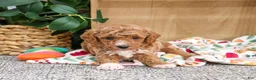 Miniature Poodle dogs for sale: Alaina - Ad 5