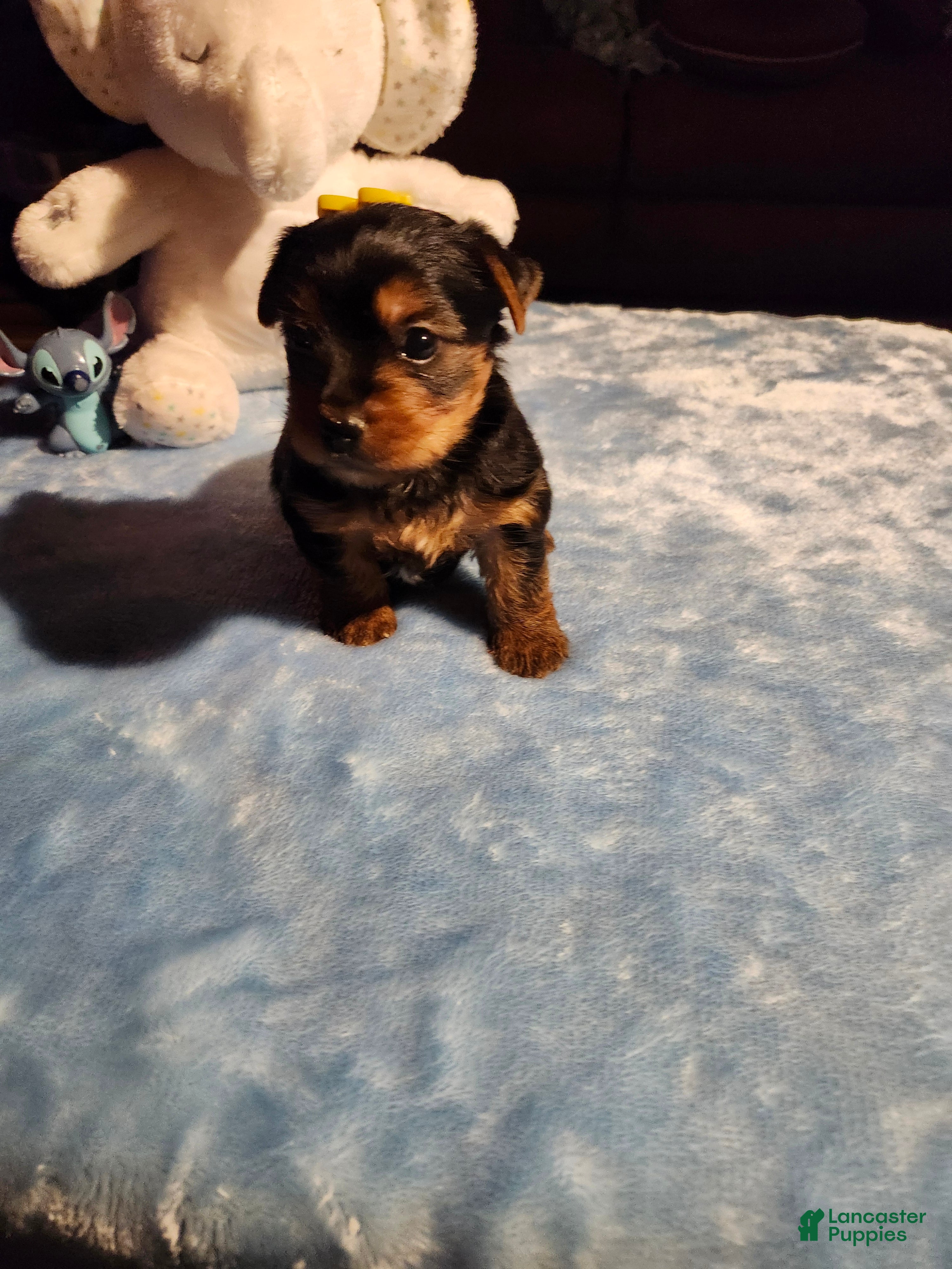 Yorkshire Terrier dogs Yorkshire Terrier Puppy 1 - Ad 1