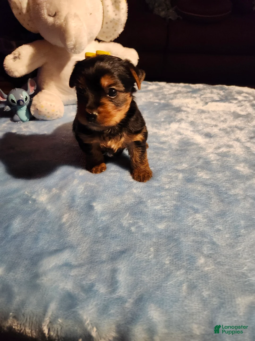 Yorkshire Terrier dogs for sale: Yorkshire Terrier Puppy 1 - Ad 1