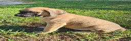 English Mastiff dogs for sale: English Mastiff Eve - Ad 5