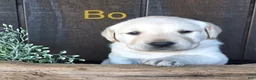 Labrador Retriever dogs for sale: Bo Retriever 4 - Ad 3