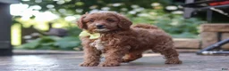 Cavapoo dogs for sale: Justin - Ad 6