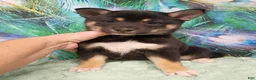 Shiba Inu dogs for sale: Keno 7 weeks old. - Ad 10