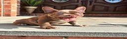 French Bulldog dogs for sale: Rojo Merle boy  - Ad 3