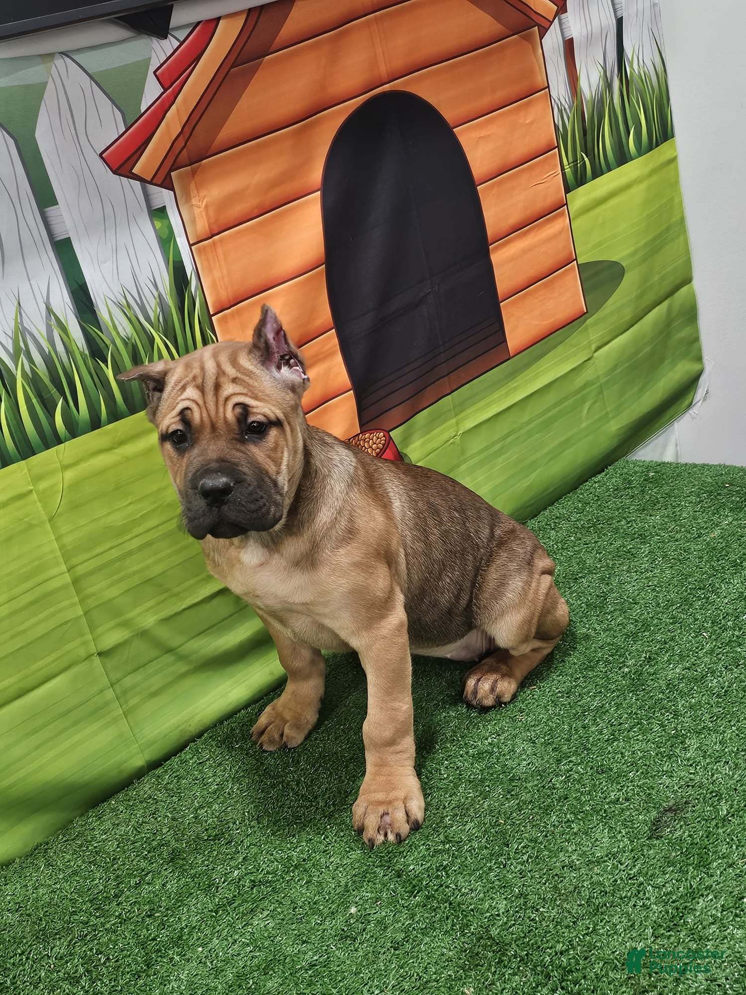 Cane Corso dogs BELLA - Ad 21