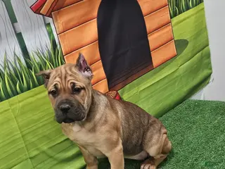 Cane Corso dogs BELLA - Ad 21