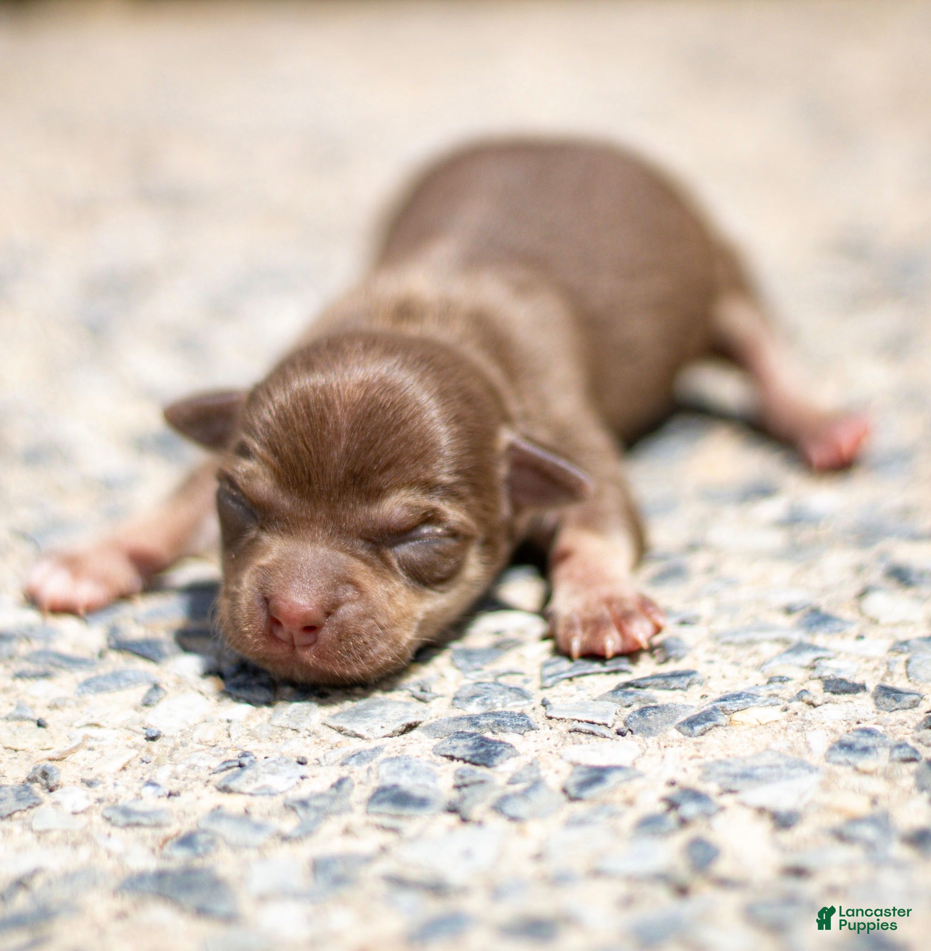 Chihuahua dogs Dottie Chihuahua Puppy  - Ad 2