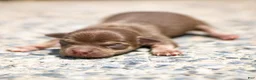 Chihuahua dogs for sale: Dottie Chihuahua Puppy  - Ad 2