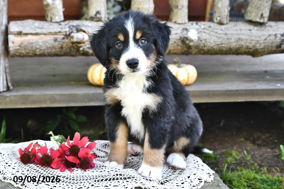 Mixed Breed dogs Rover - Ad 2