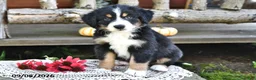 Mixed Breed dogs for sale: Rover - Ad 2
