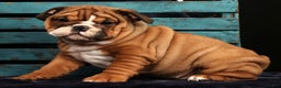 English Bulldog dogs for sale: Kendra - Ad 7