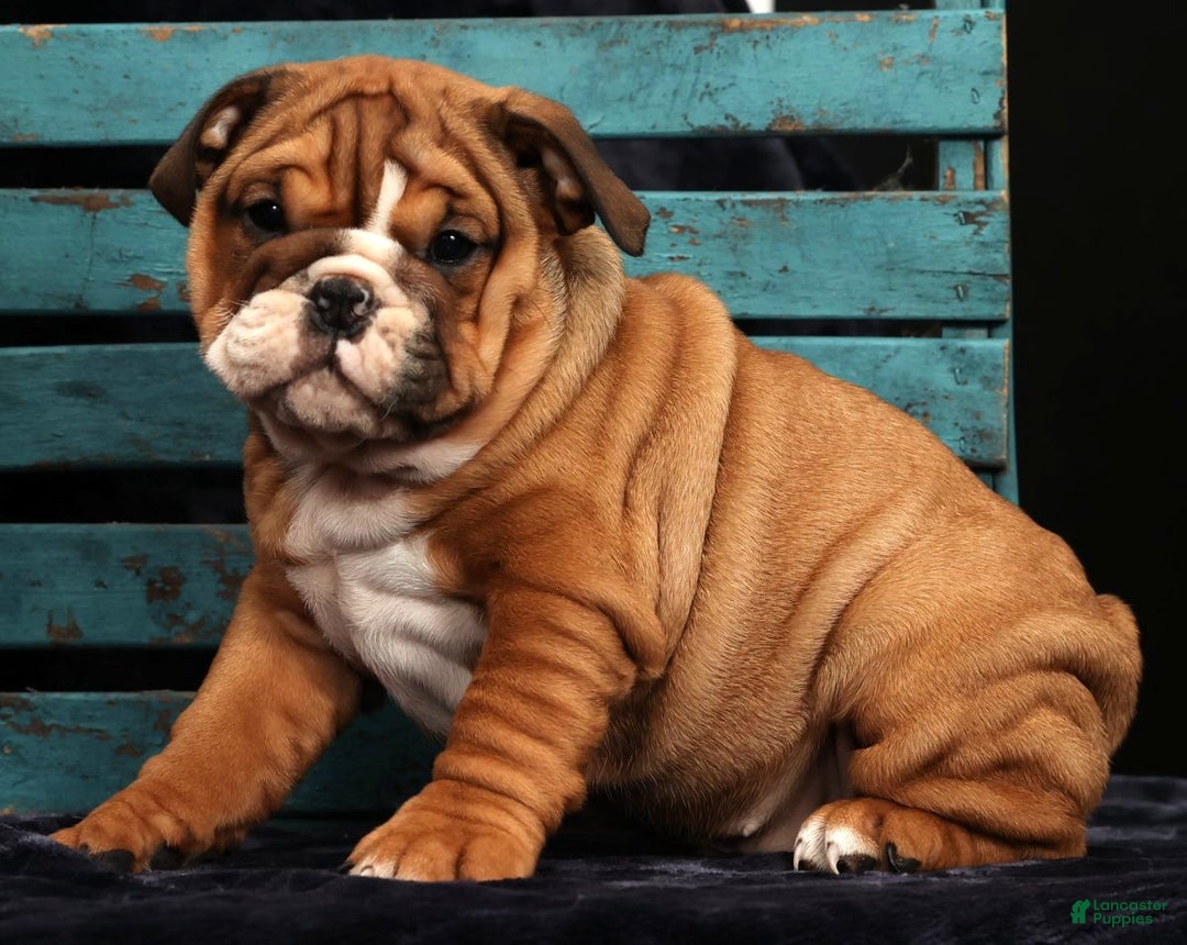 English Bulldog dogs for sale: Kendra - Ad 7