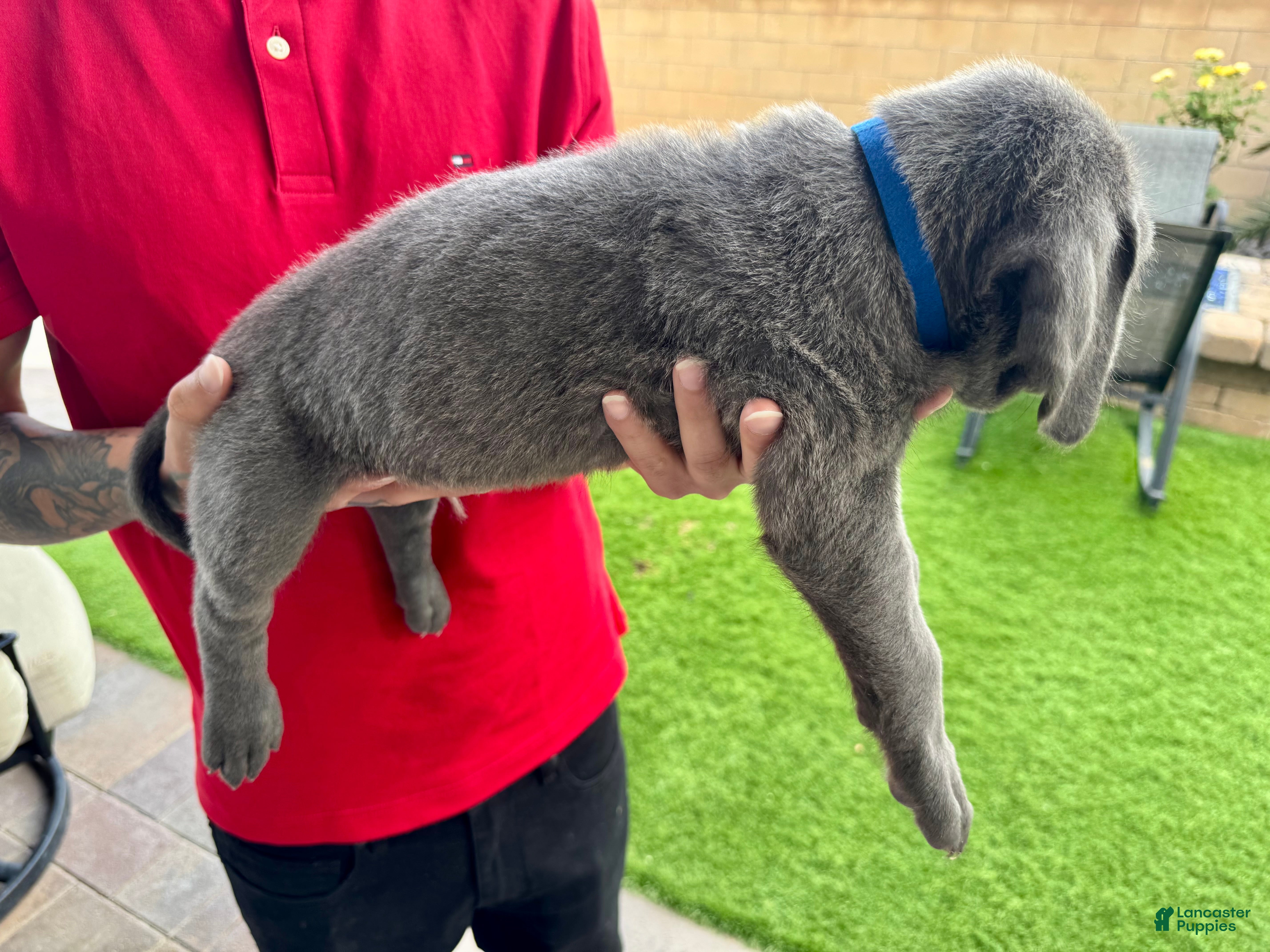 Mixed Breed dogs Mixed Breed Puppy 10 (dark blue) - Ad 28