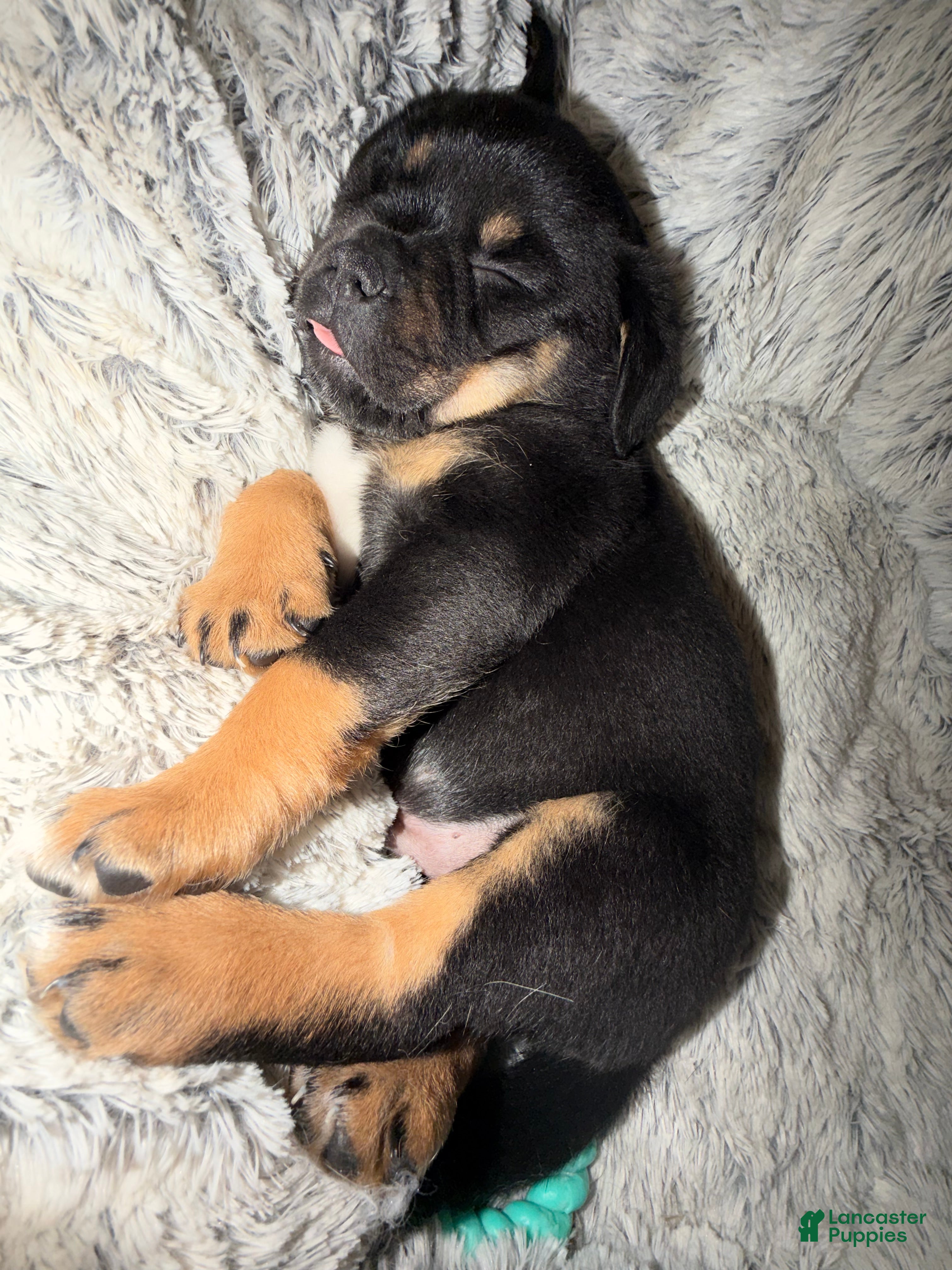 Mixed Breed dogs Beef - Ad 35