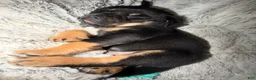 Mixed Breed dogs for sale: Beef - Ad 1