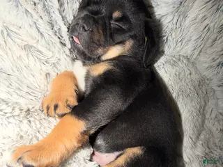 Mixed Breed dogs Beef - Ad 8