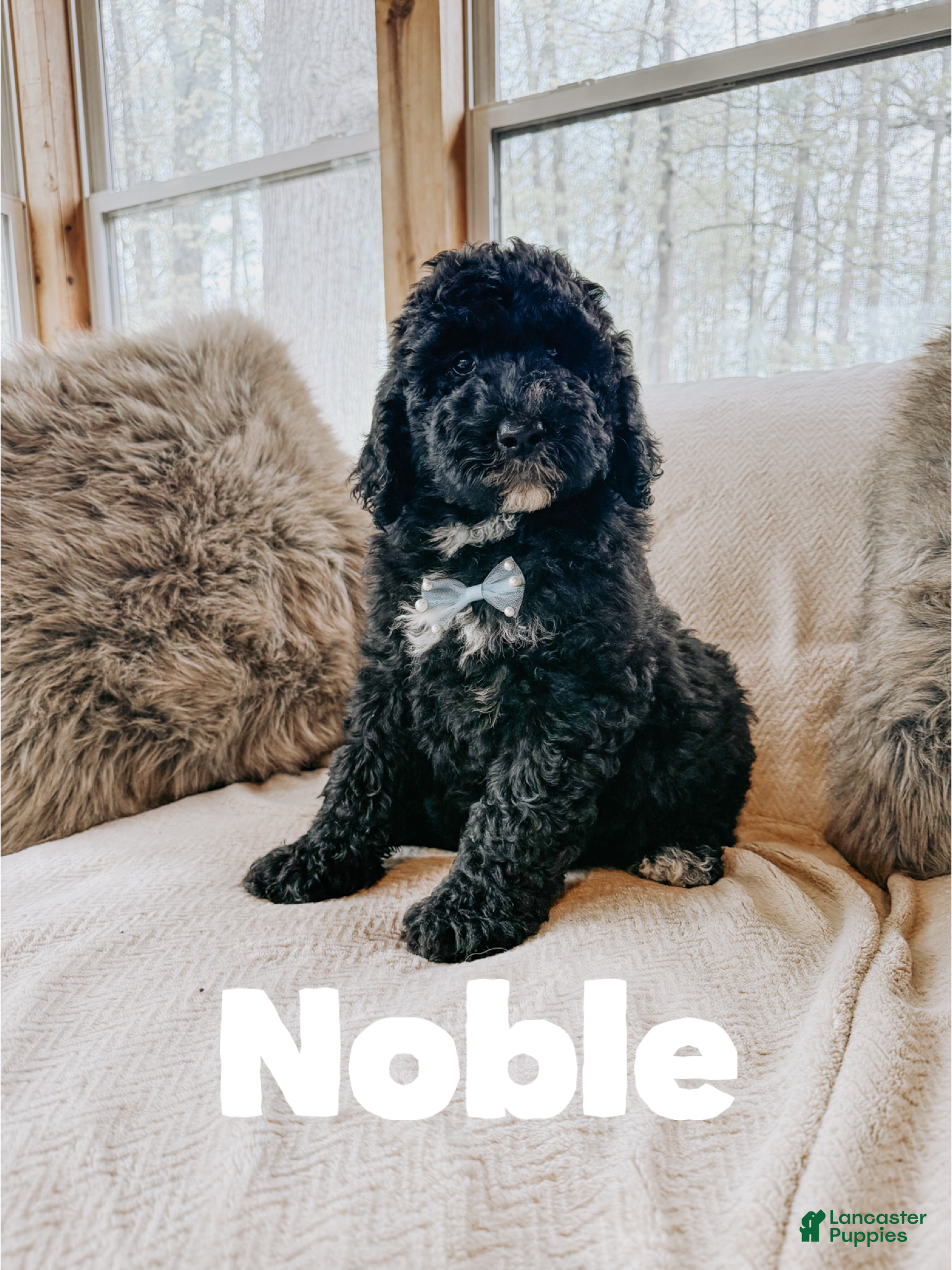 Saint Berdoodles dogs Noble  - Ad 10