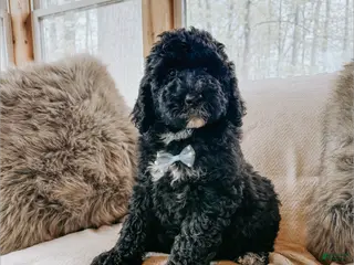 Saint Berdoodles dogs Noble - Ad 4