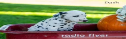Dalmatian dogs for sale: Dash - Ad 4