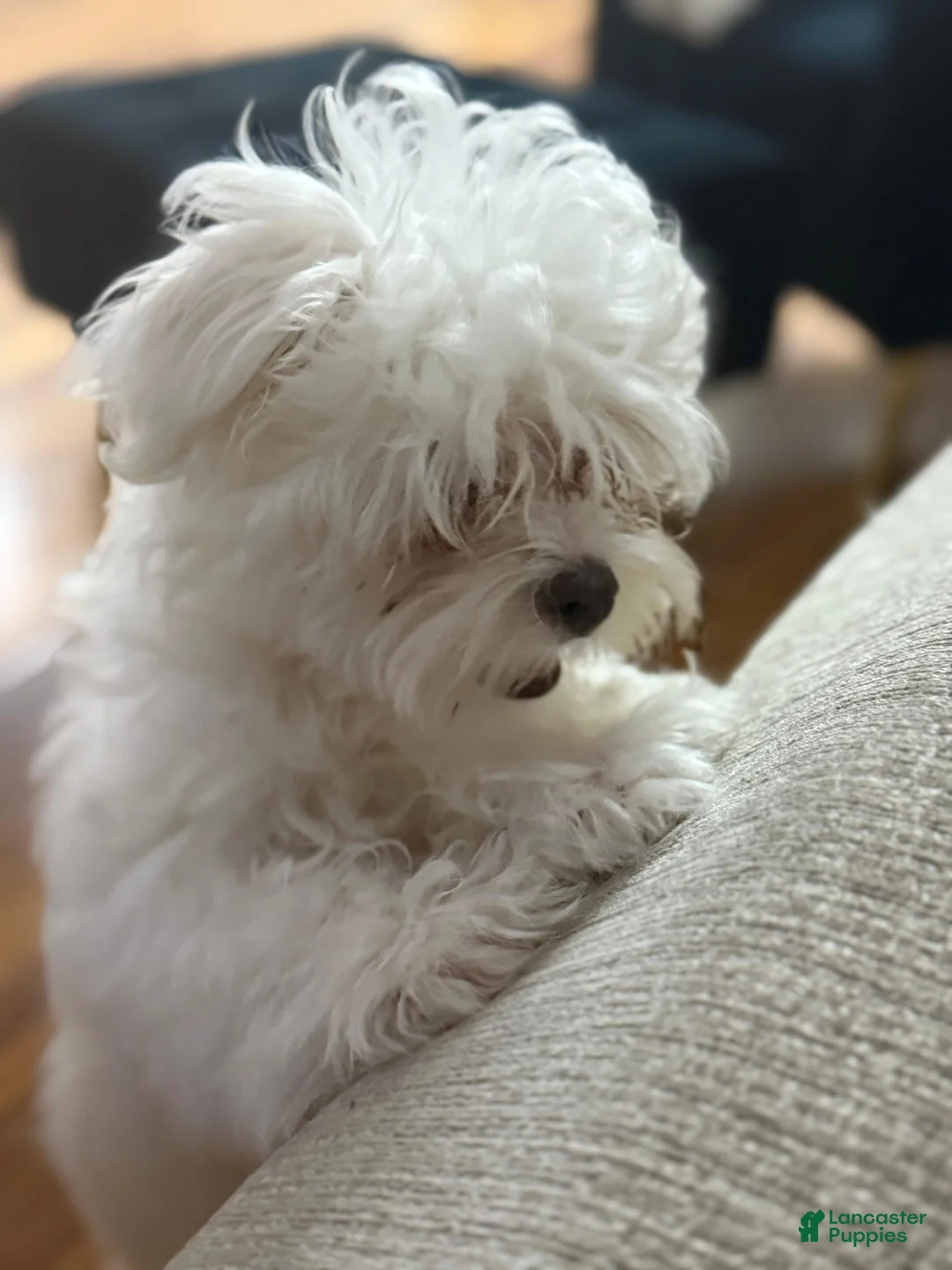 Maltese dogs for sale: Maltese Puppy 1 - Ad 3