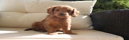 Mini Goldendoodle dogs for sale: Adam - Ad 4