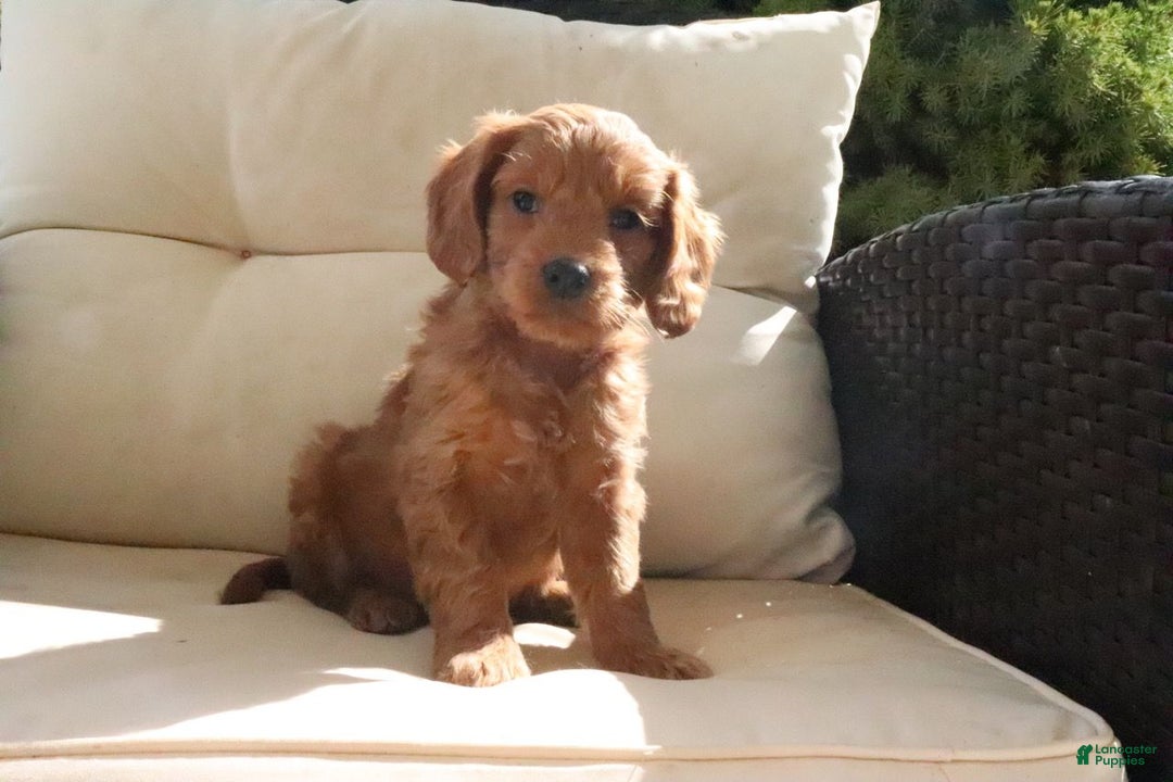Mini Goldendoodle dogs for sale: Adam - Ad 4