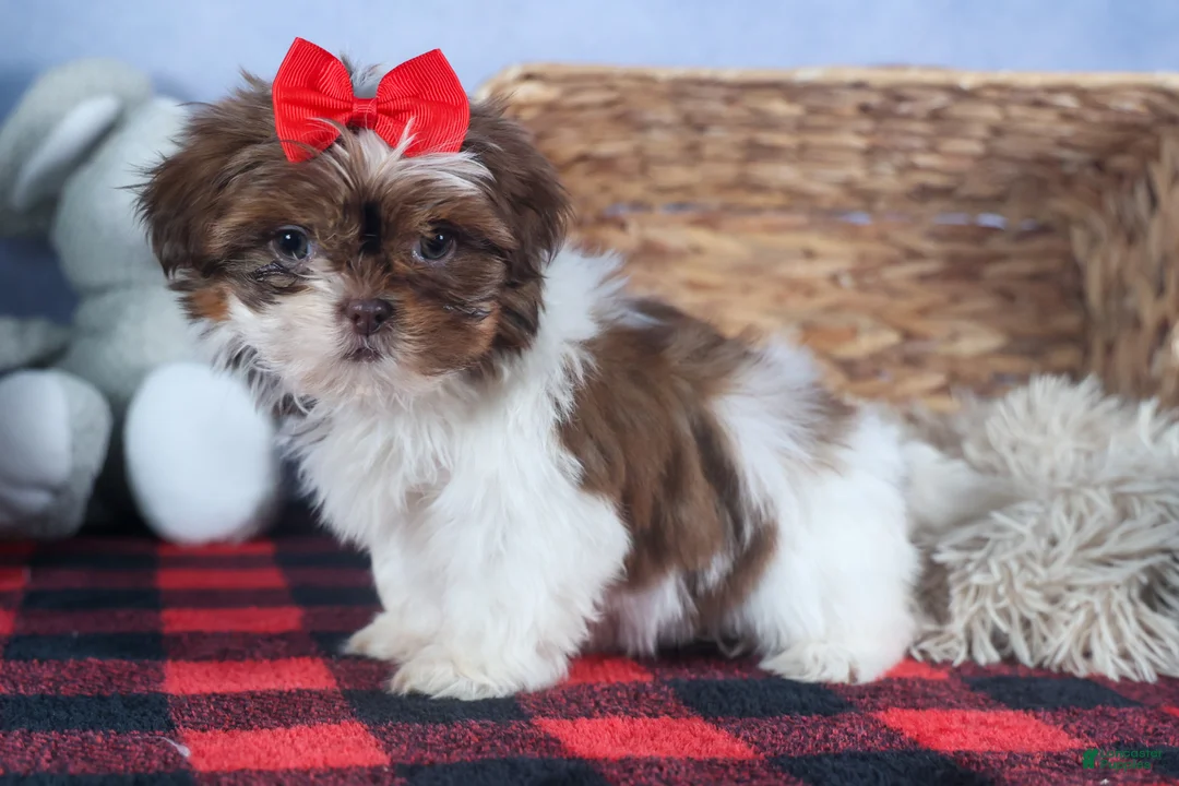Shih Tzu dogs for sale: FINN - Ad 1